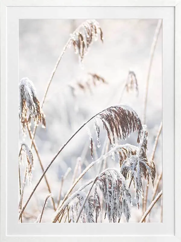 Pampas Frost Framed Art Print