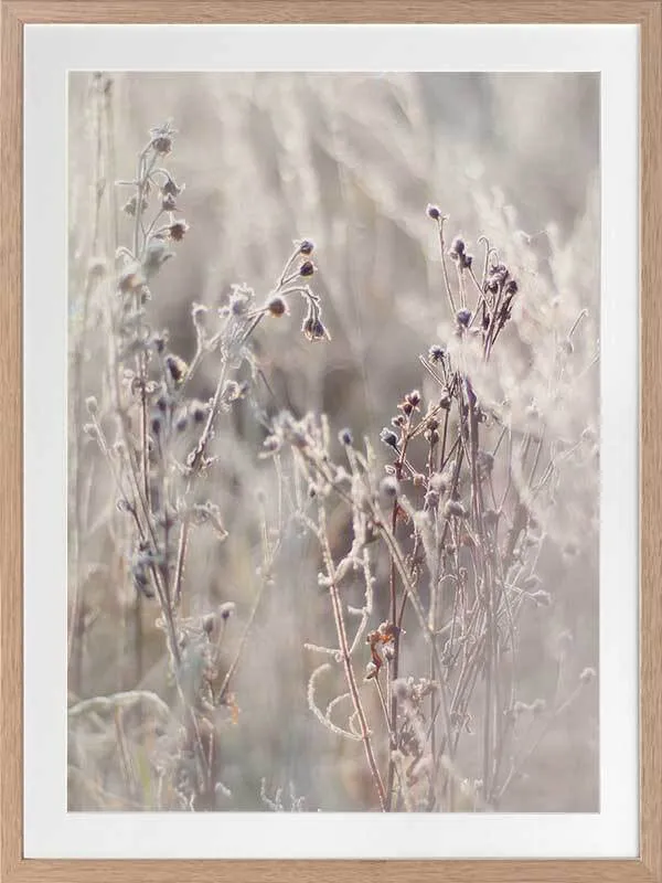 Thistle Frost Framed Art Print