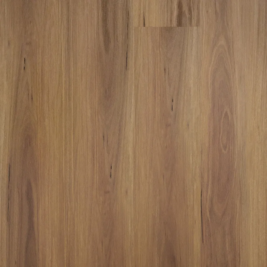 Golden Blackbutt