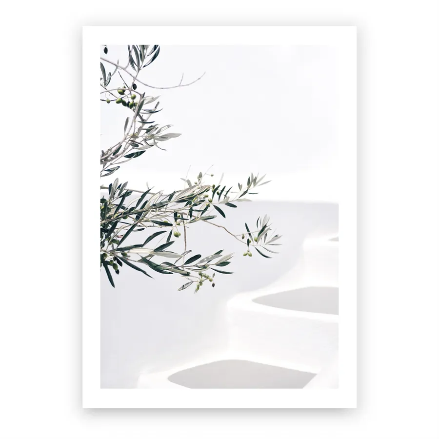 Santorini Olive Branch Photo Art Print