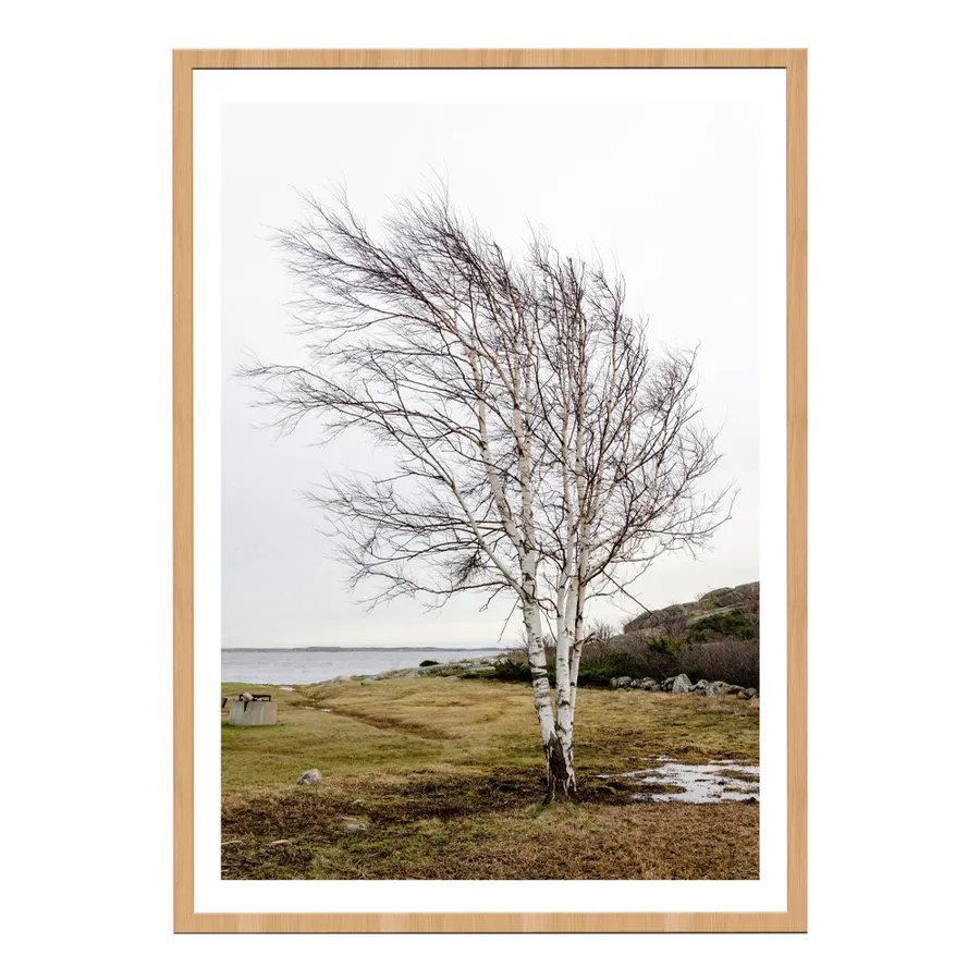 Solitary Tree Framed Print  - 80cm x 100cm