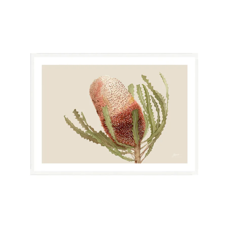 Banksia Native Living Art Flower 1 in Ivory Fine Art | FRAMED White Boxed Frame A3 (29.7cm x 42cm) With White Border Landscape