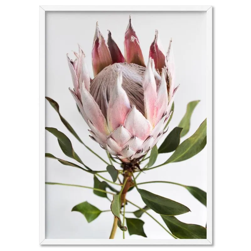 King Protea Portrait - Art Print