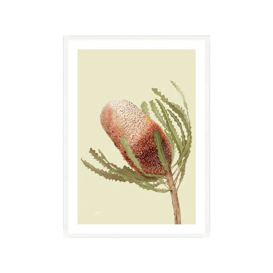 Banksia Native Living Art Flower 1 in Pale Sage Fine Art | FRAMED White Boxed Frame A3 (29.7cm x 42cm) With White Border Portrait