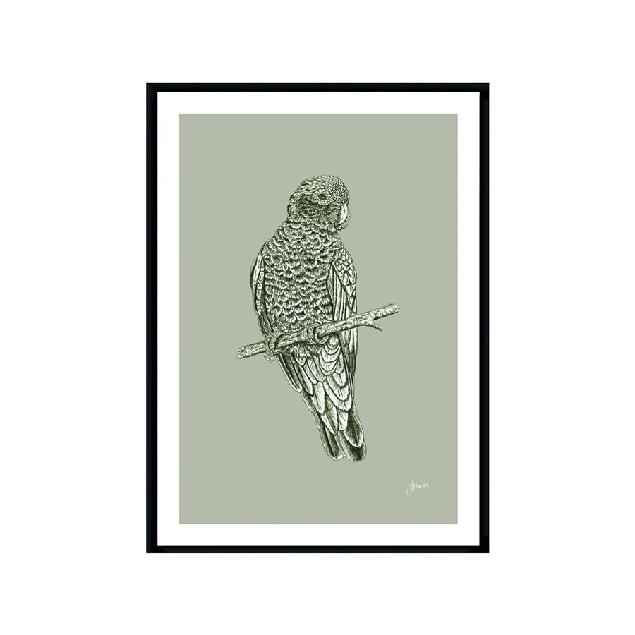 Galah Australian Bird in Willow Green Fine Art Print | FRAMED Black Boxed Frame A3 (29.7cm x 42cm)