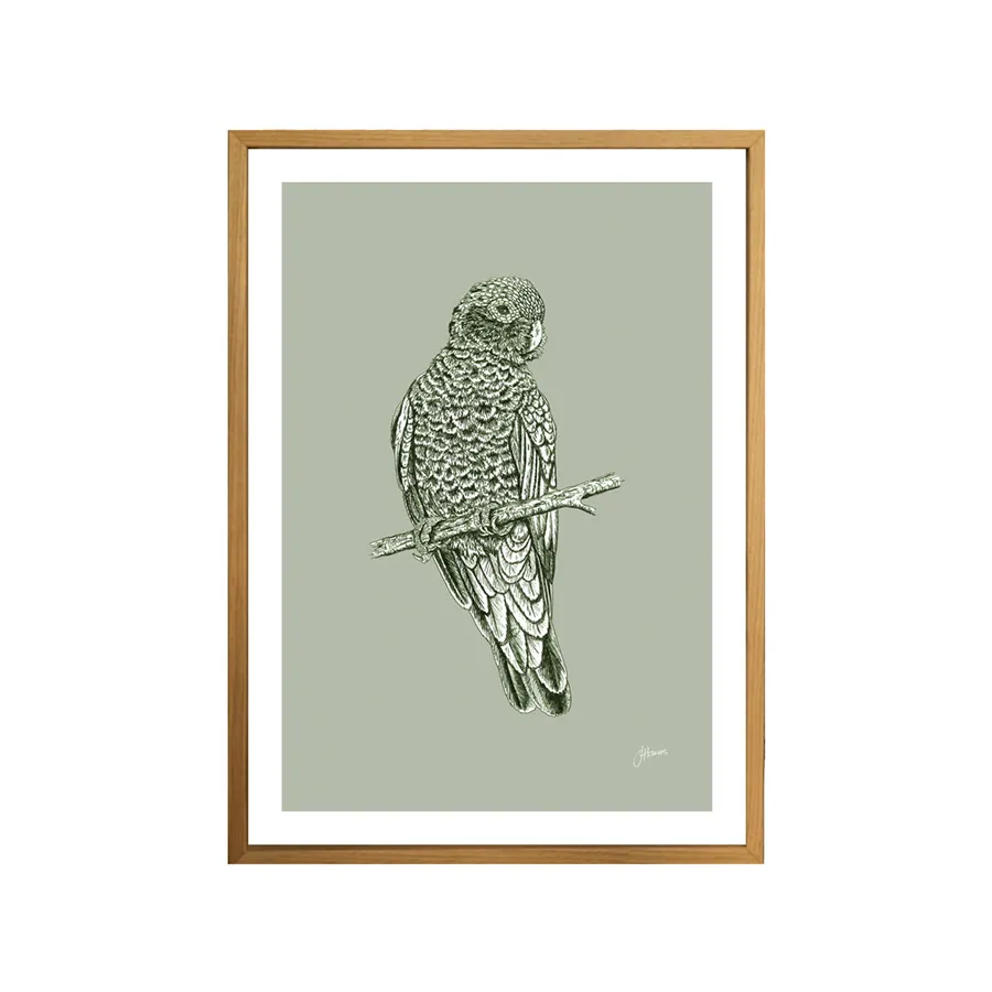Galah Australian Bird in Willow Green Fine Art Print | FRAMED Tasmanian Oak Boxed Frame A3 (29.7cm x 42cm)