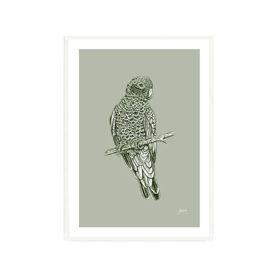Galah Australian Bird in Willow Green Fine Art Print | FRAMED White Boxed Frame A3 (29.7cm x 42cm)