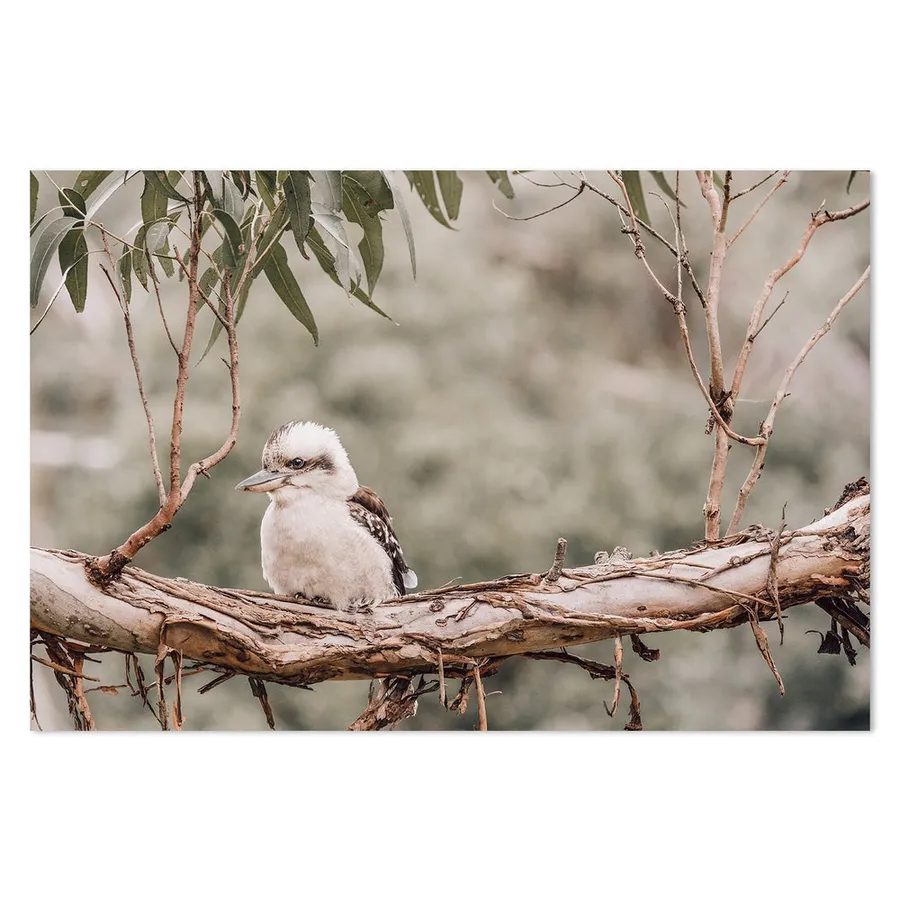 Kookaburra Resting On Gum Tree