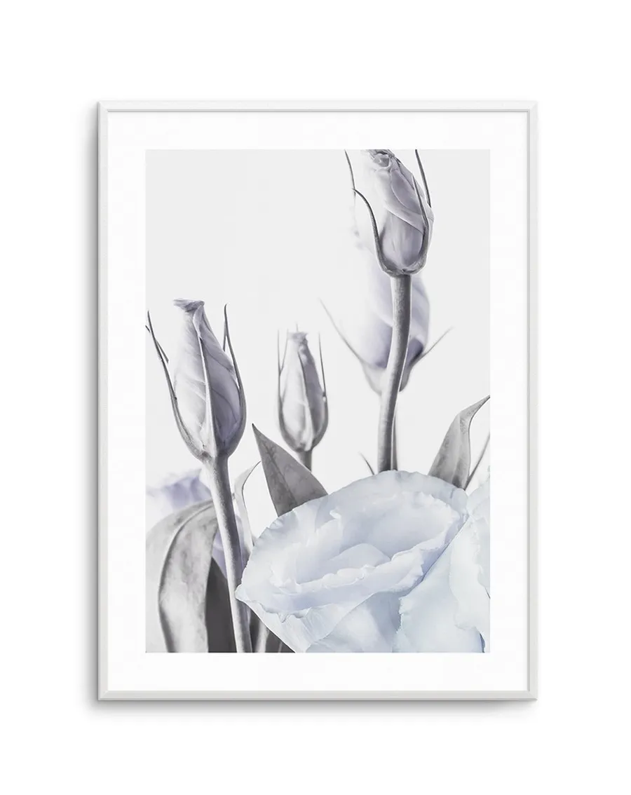 Blue Lisianthus II