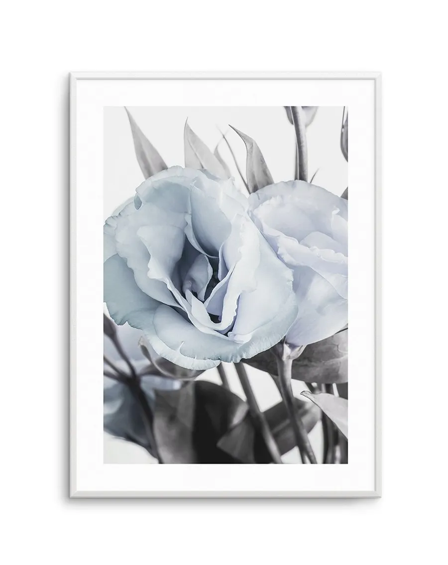 Blue Lisianthus IV