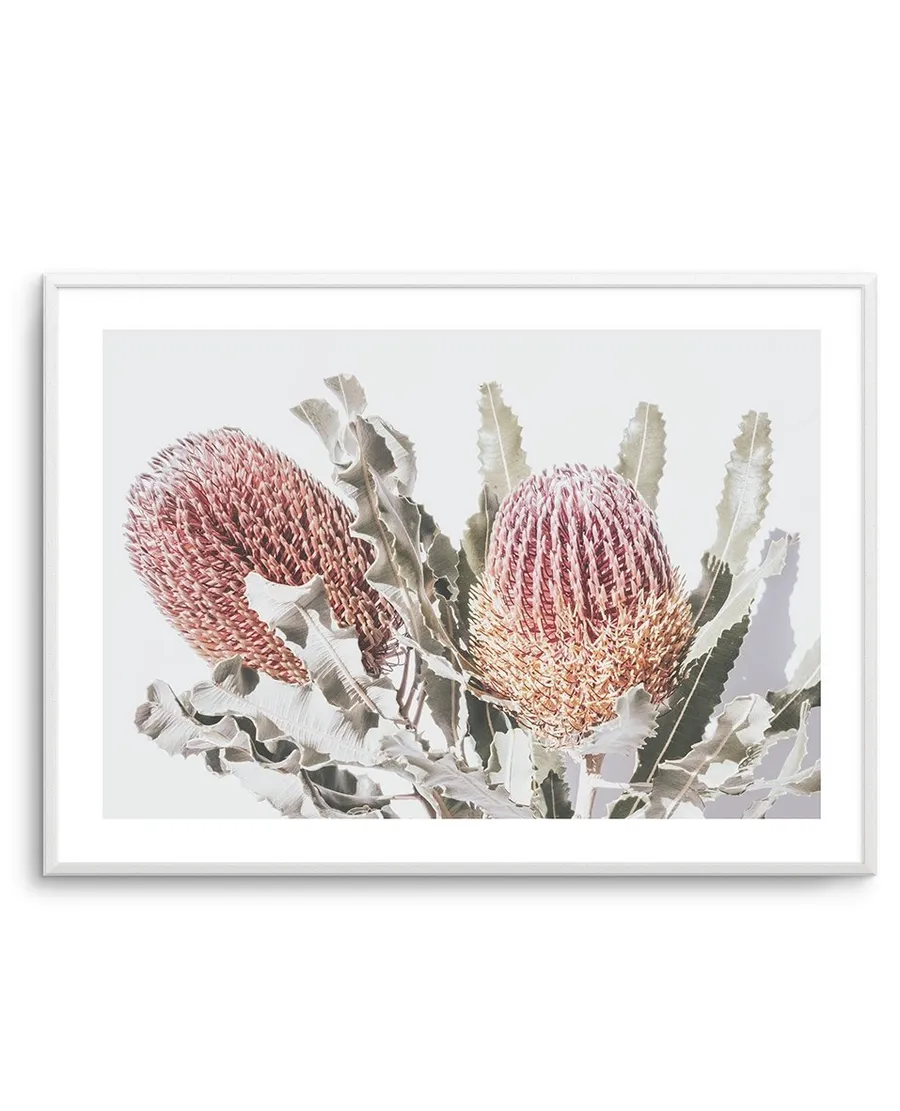 Blushing Banksia LS