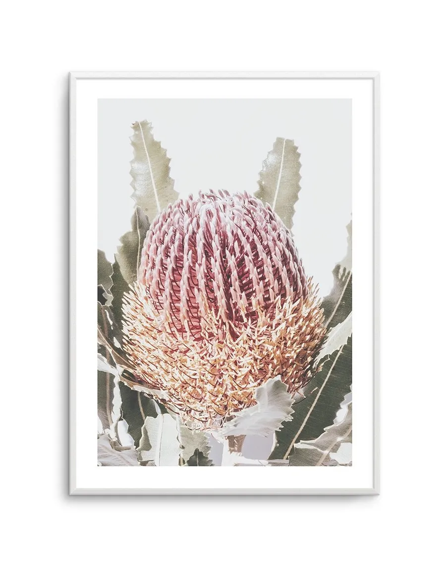 Blushing Banksia I | PT