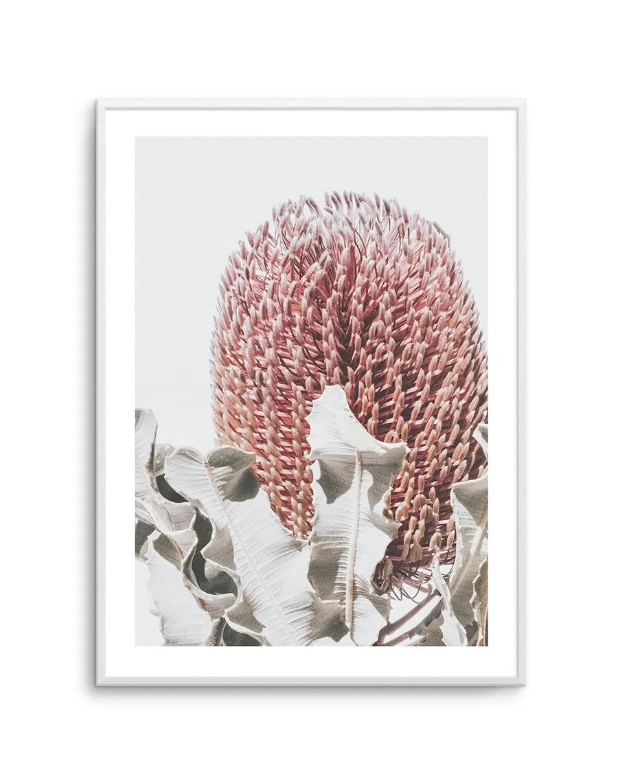 Blushing Banksia II | PT