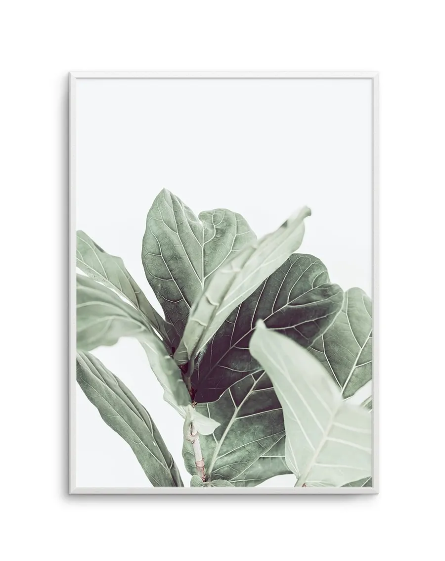 Fiddle Fig II