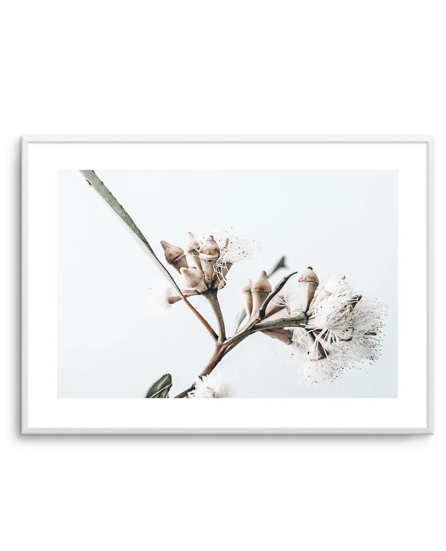 White Eucalyptus I