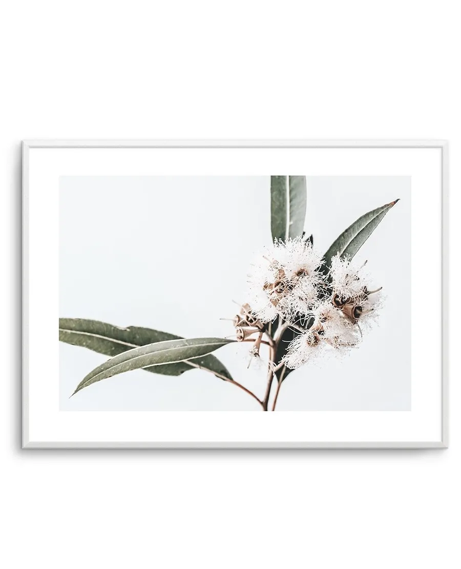 White Eucalyptus II