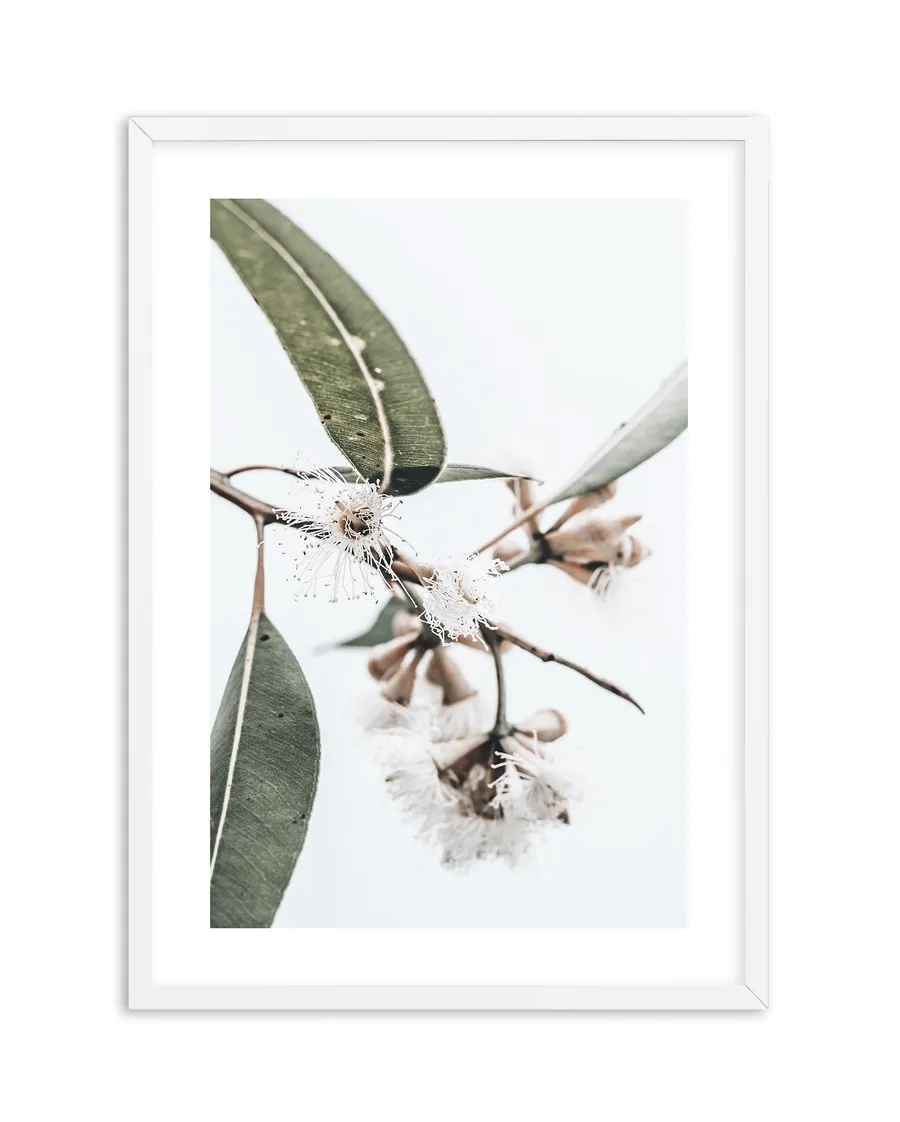 White Eucalyptus III