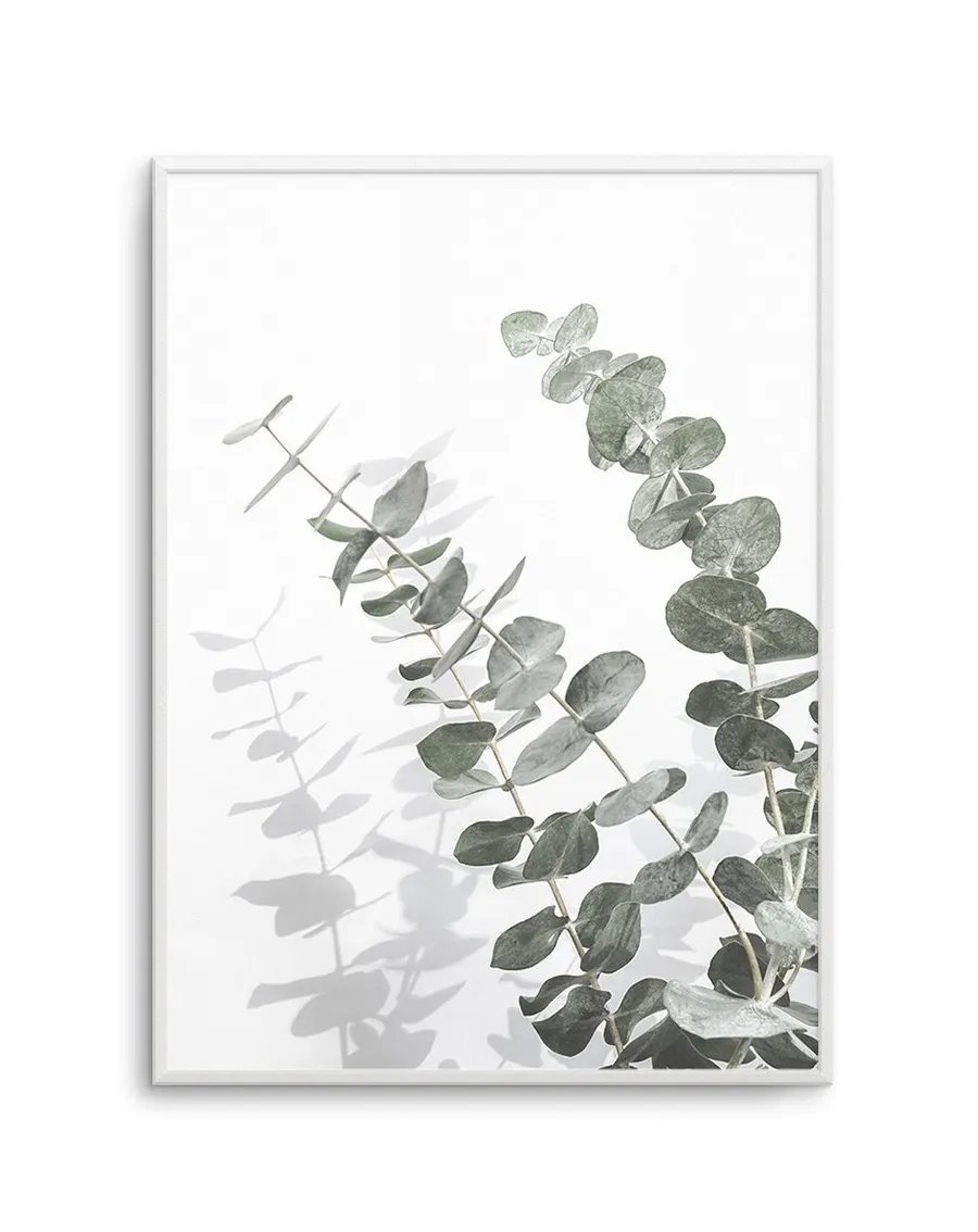 Eucalyptus IV