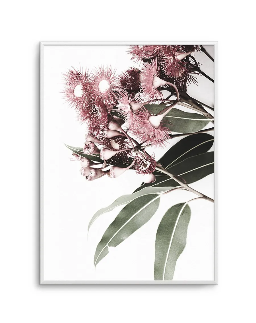 Eucalyptus in Bloom