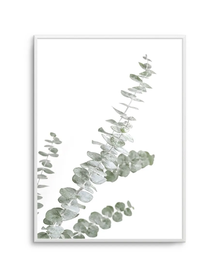 Eucalyptus Gum I