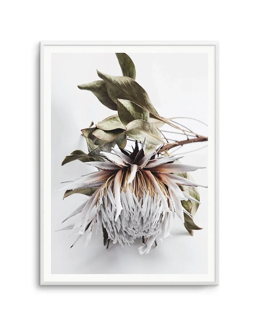 King Protea I