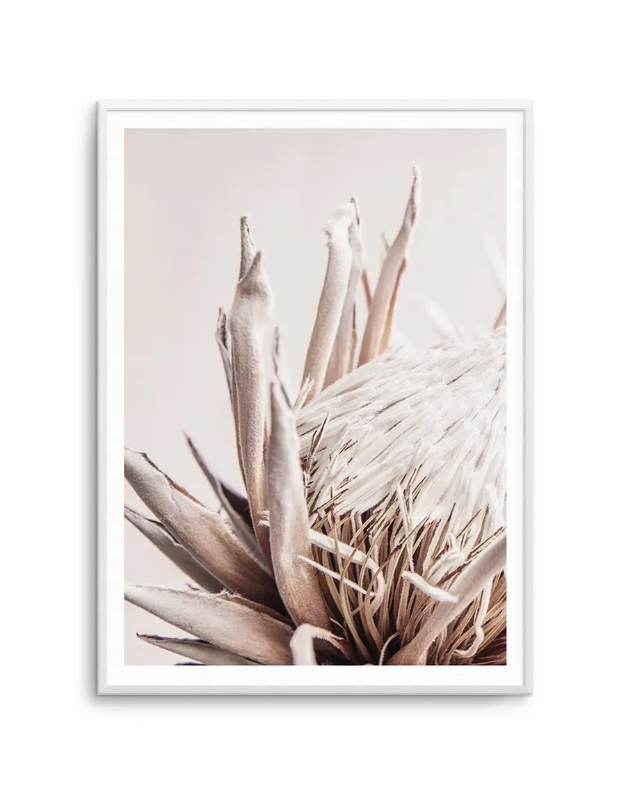 Nude Protea II