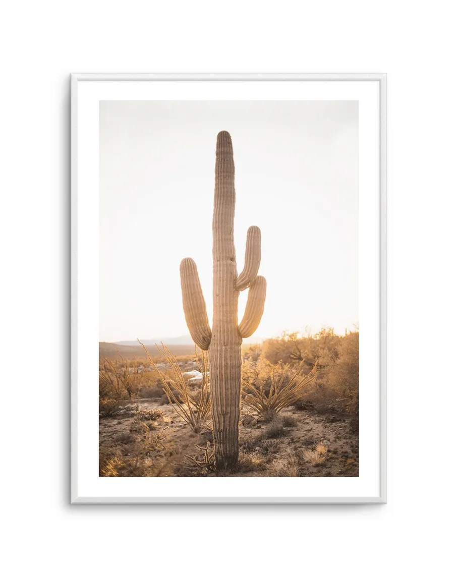 Sunset Cactus