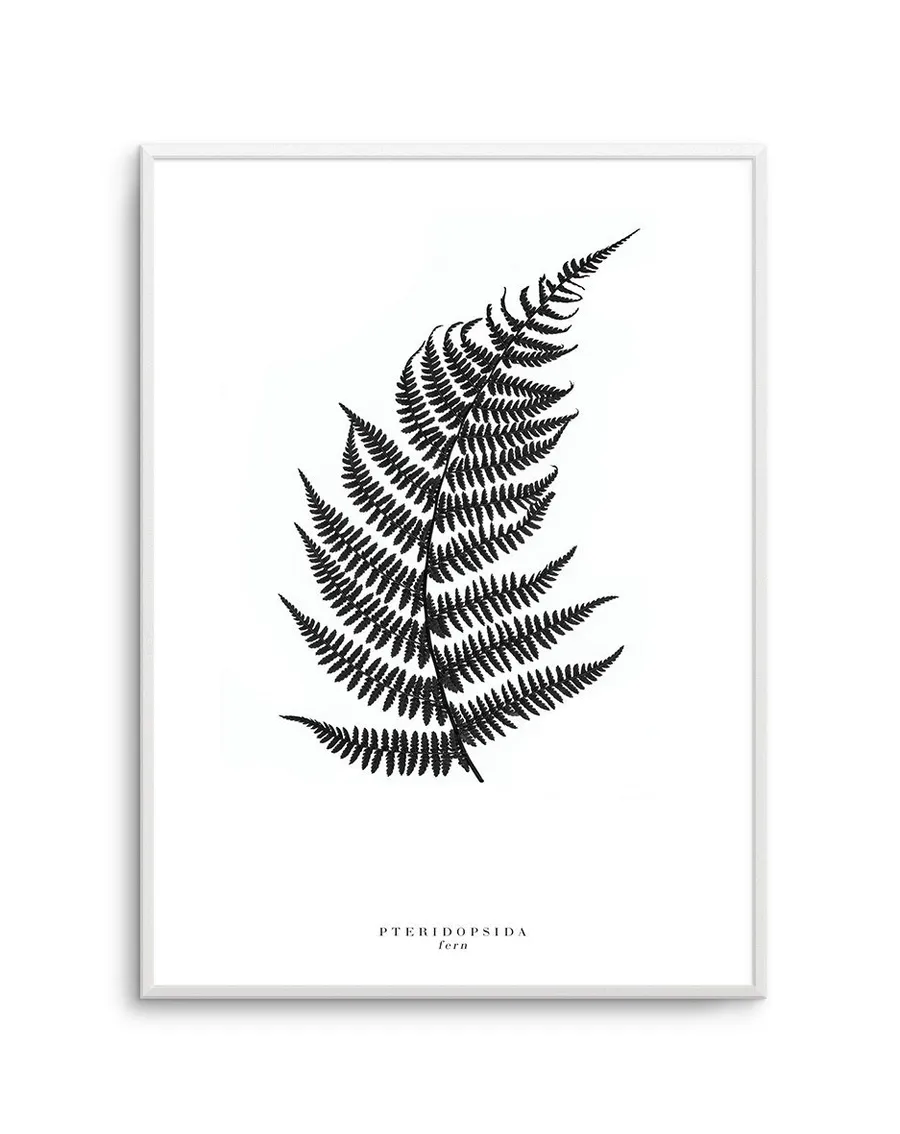 Fern