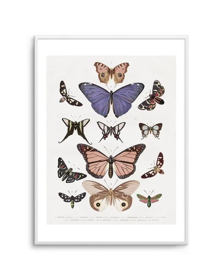 Vintage Butterfly Chart