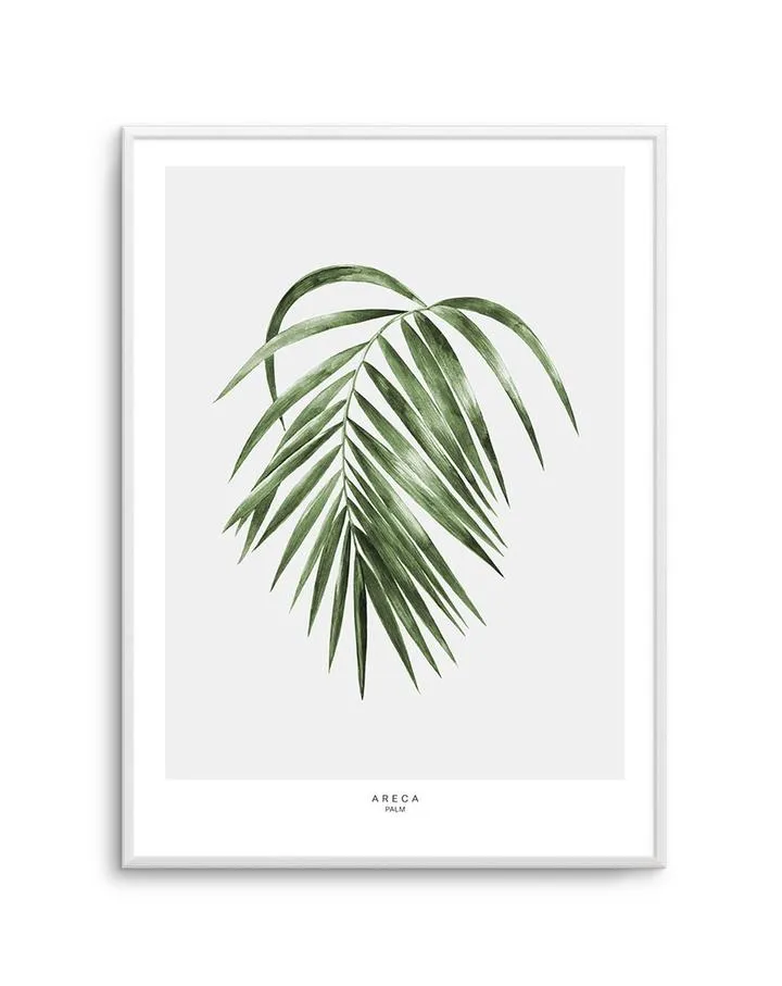 Areca Palm