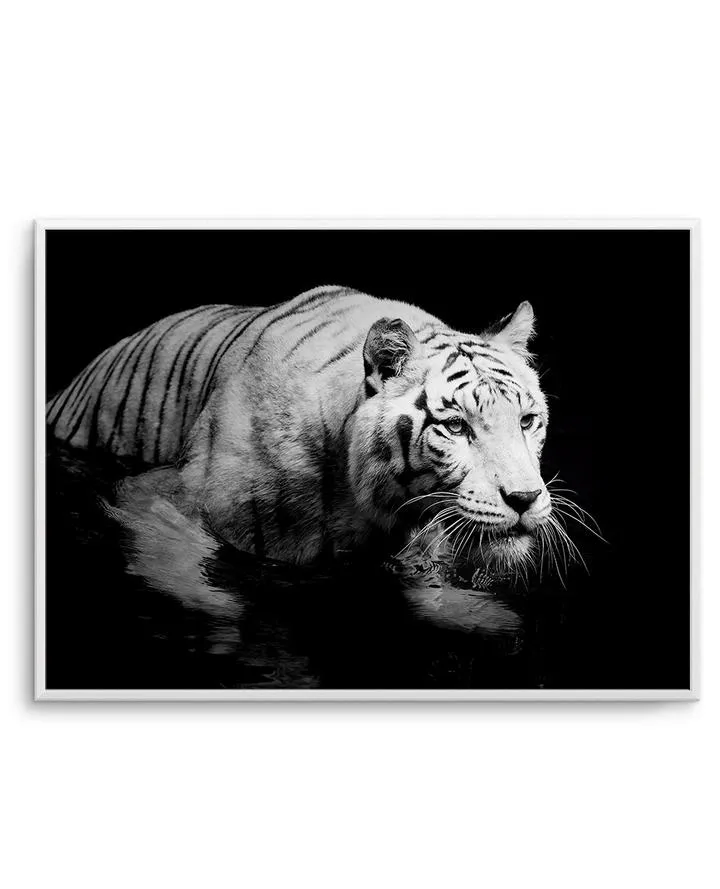 Tigre De Nuit | LS