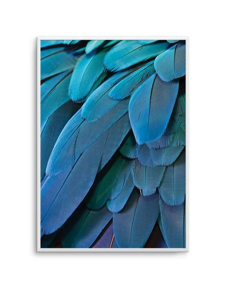 Macaw