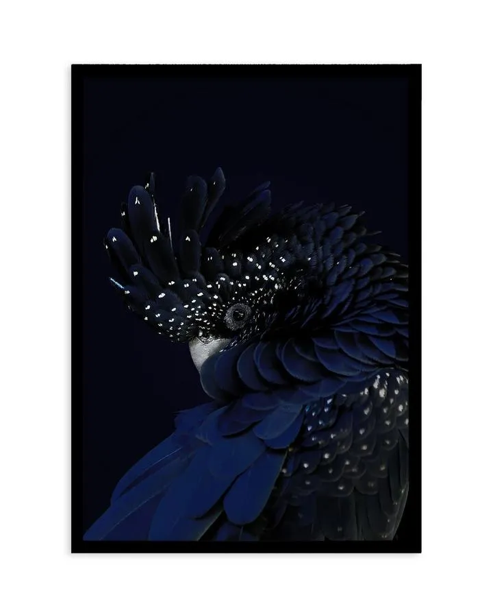 Black Cockatoo