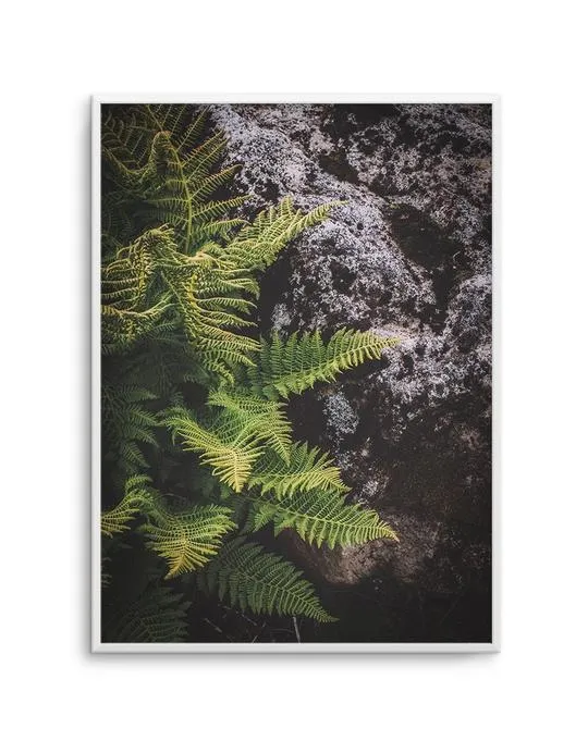 Forest Fern I