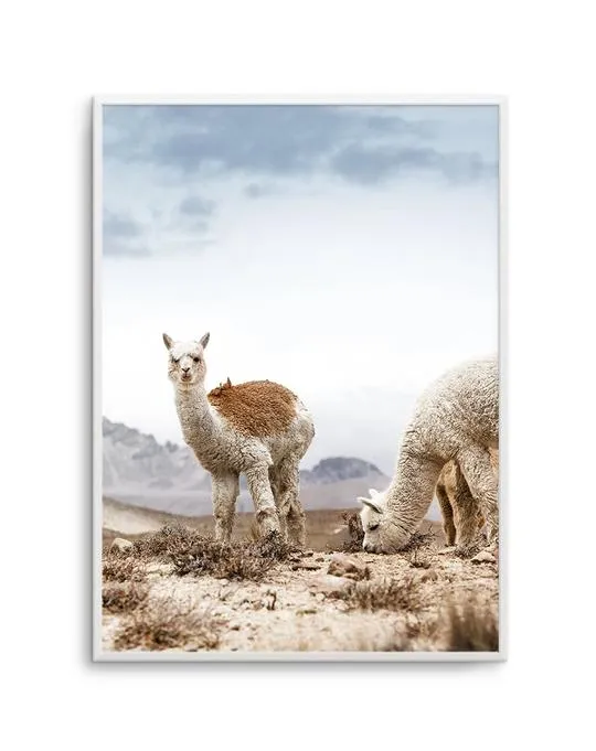 Mountain Llamas | PT