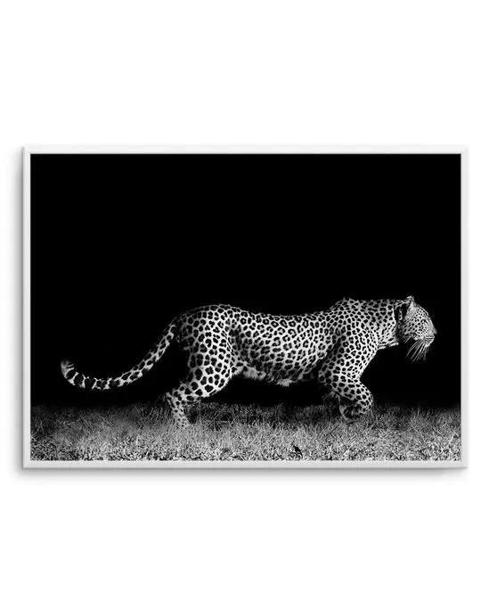 Leopard De Nuit | LS
