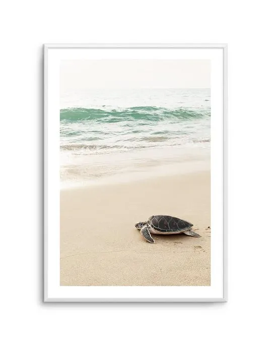 Little Turtle II