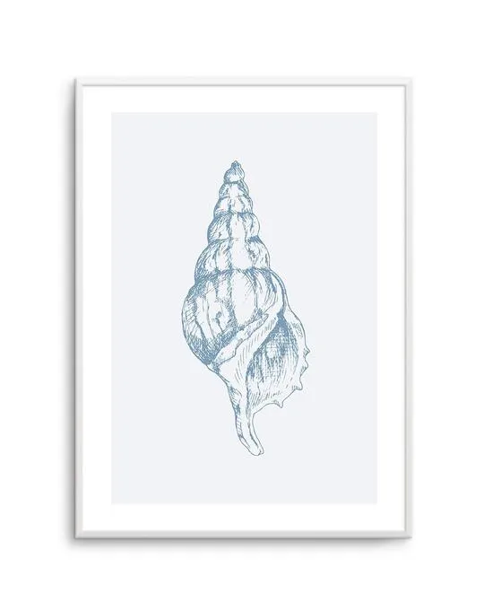 Seashell | Atlantic Triton