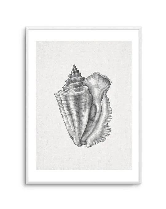 Conch Shell On Linen