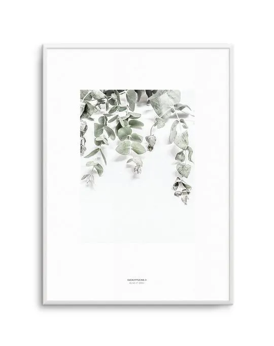 Eucalyptus II
