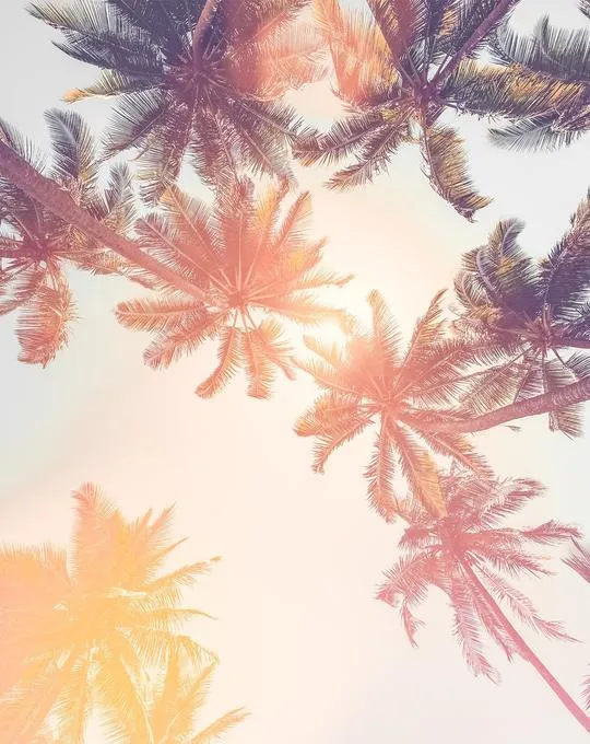 Under the Palms Sunset Wallpaper Mural