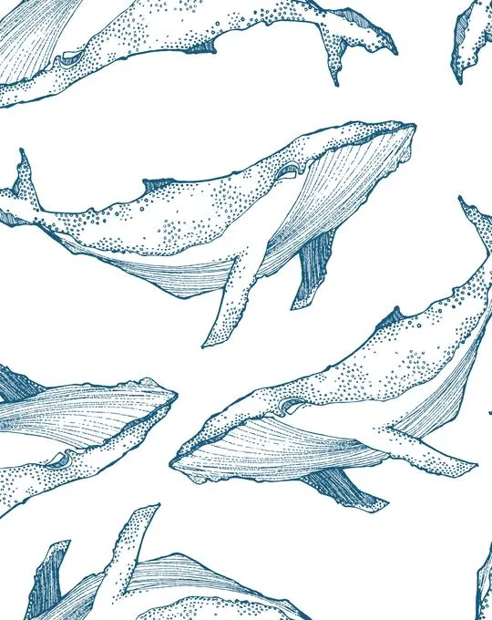 Whale Illustration | Navy on White Wallpaper