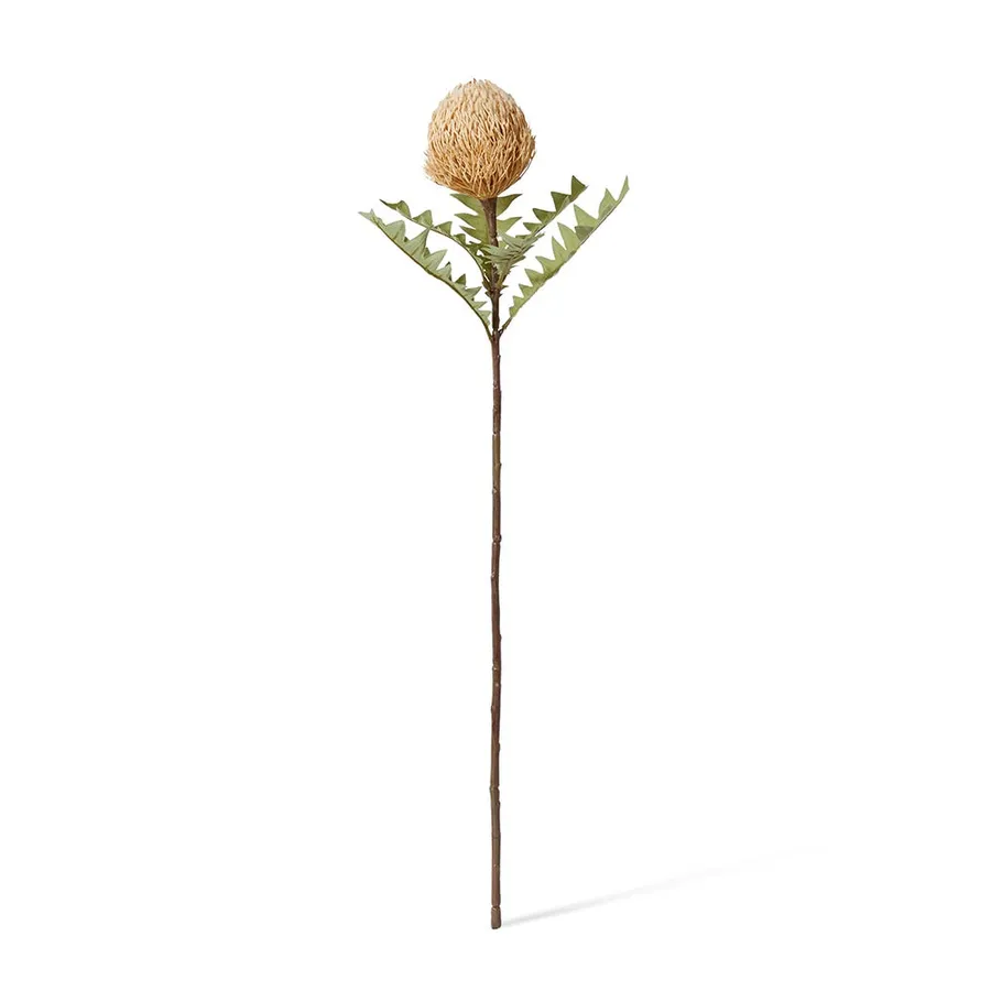 Banksia Baxteri Stem Beige - 20cm x 11cm x 69cm