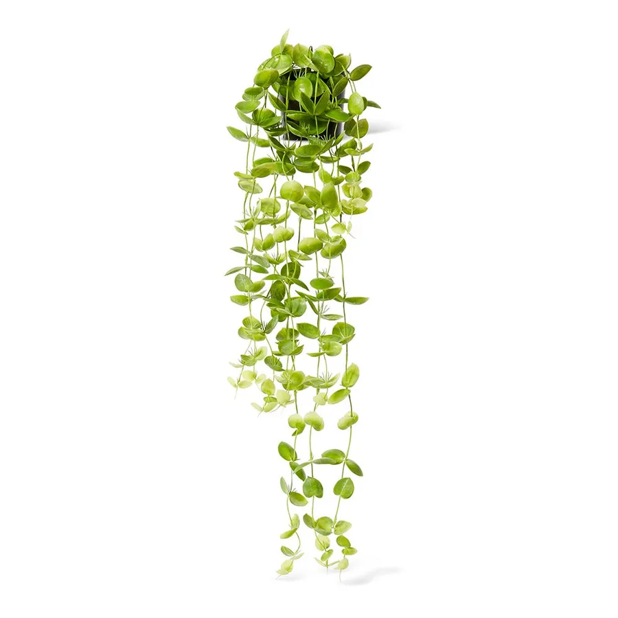 Coin Leaf Hanging Bush Green - 30cm x 30cm x 90cm