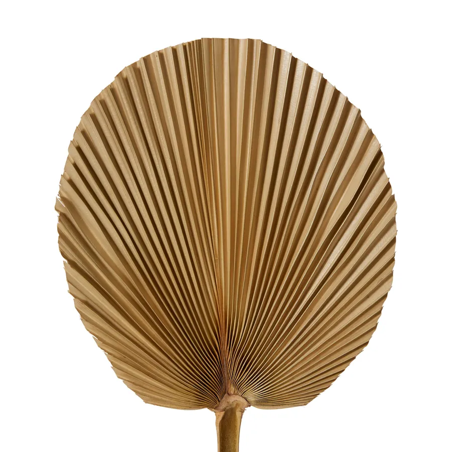 Dried Fan Palm Mini Steam Natural - 15cm x 1cm x 45cm