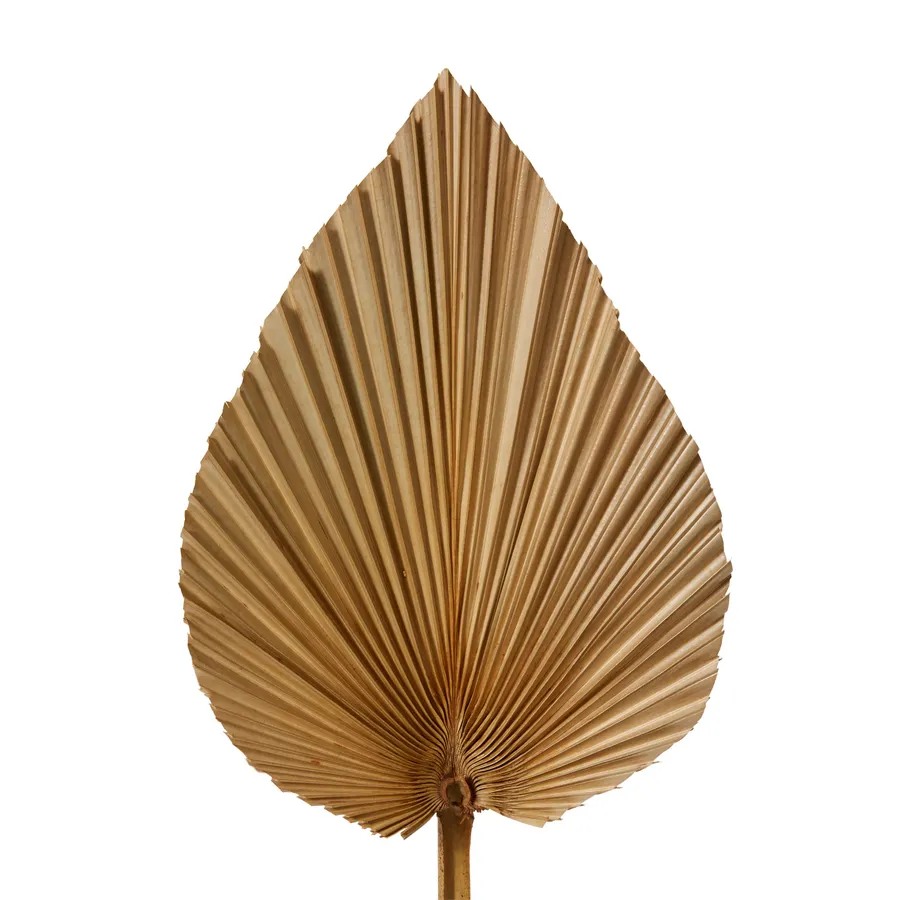 Dried Heart Fan Palm Mini Natural - 15cm x 1cm x 50cm
