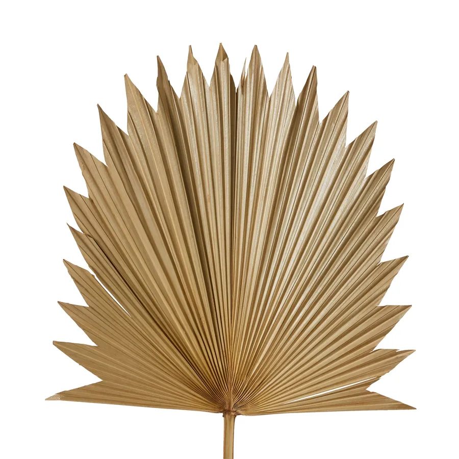 Dried Sun Fan Palm Natural - 38cm x 1cm x 96cm