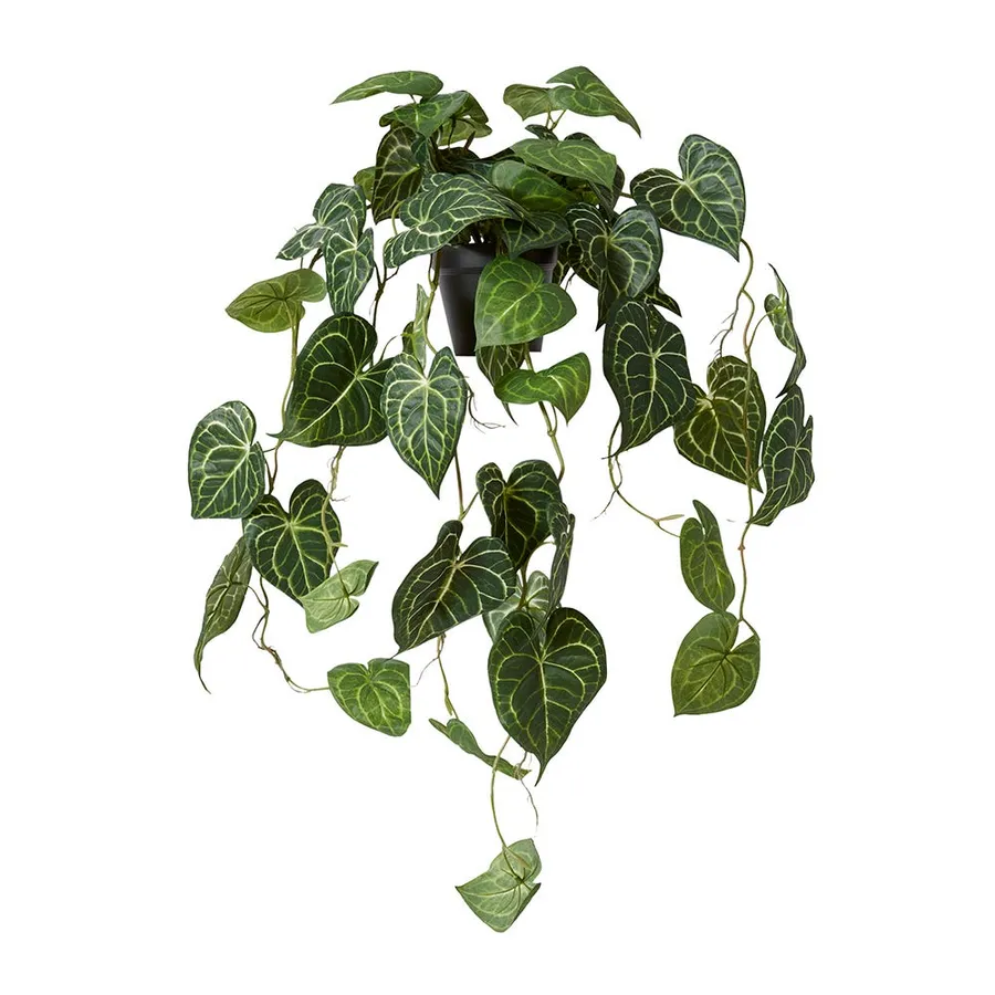 Hanging Anthurium Potted Plant Variegated - 38cm x 35cm x 84cm