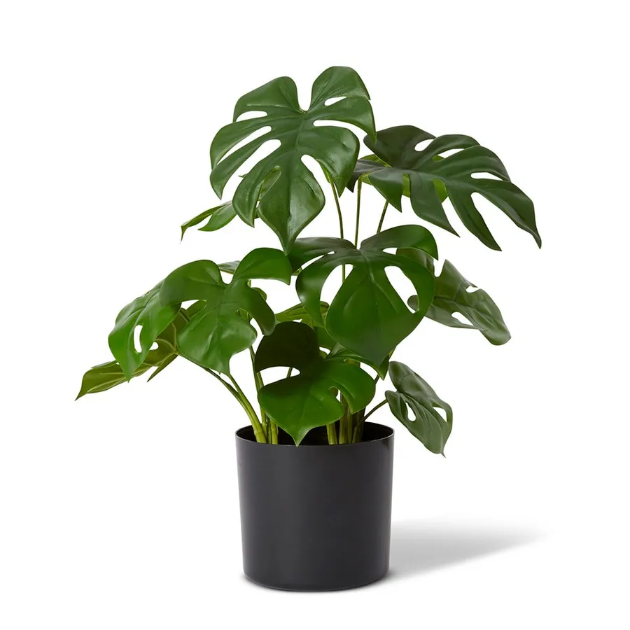 Monstera Potted Plant Green - 37cm x 37cm x 39cm