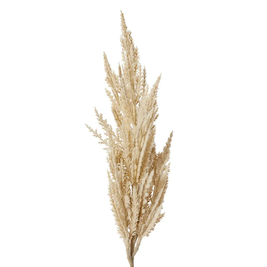 Pampas Grass Stem Beige - 10cm x 10cm x 83cm
